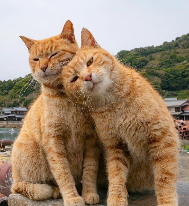大橘子