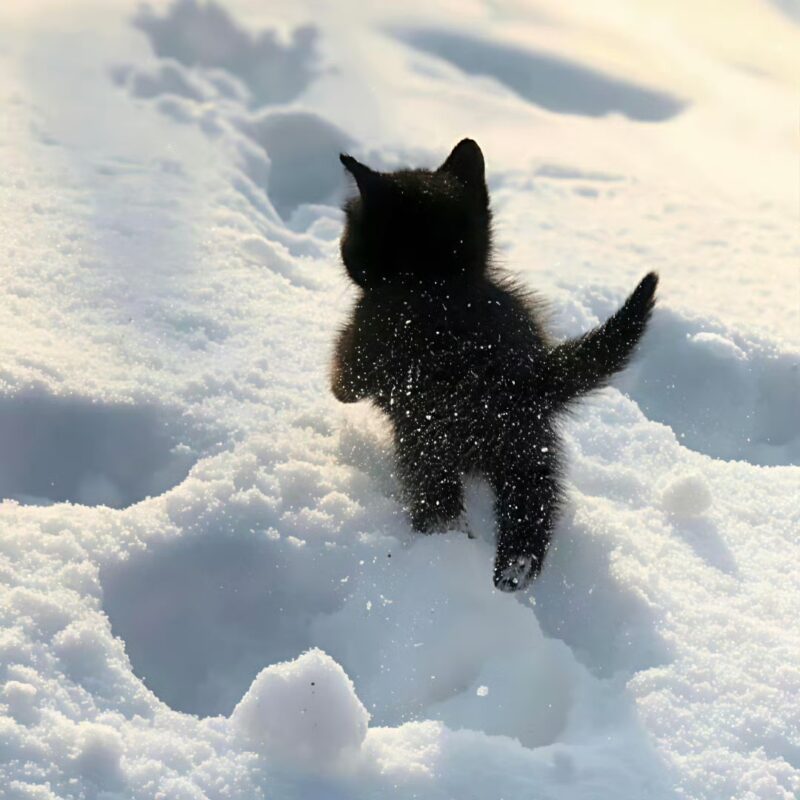 MASAYUME的头像 | SeekSEM